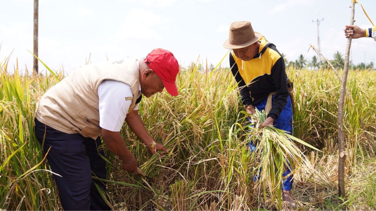 Gunakan Benih Padi Bantuan Gubernur, Petani di Sidrap Akui Produksi Padi Meningkat
