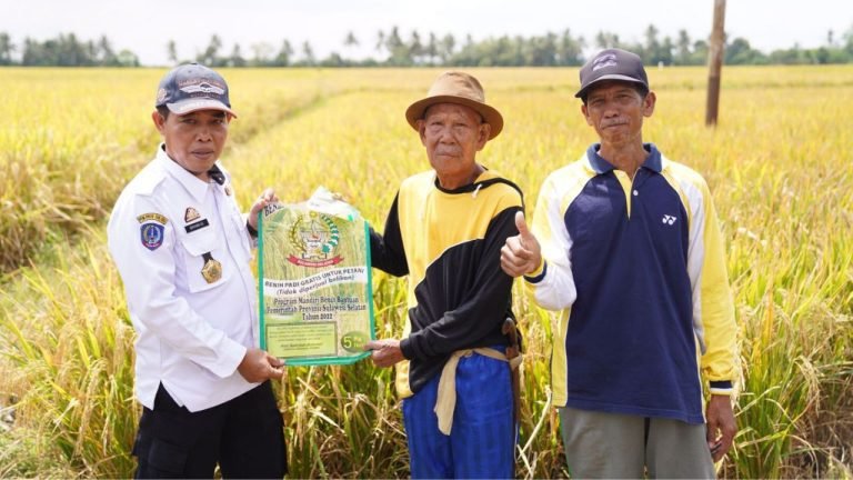 Gunakan Benih Padi Bantuan Gubernur, Petani di Sidrap Akui Produksi Padi Meningkat