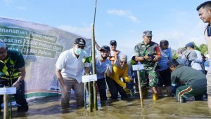 Bupati MYL & Yayasan Kalla Tanam 32.000 Bibit Mangrove di Tekolabbua