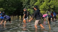 Mahasiswa KKN IPTEKS Unhas Tanam 500 Bibit Manggrove di Pangkep