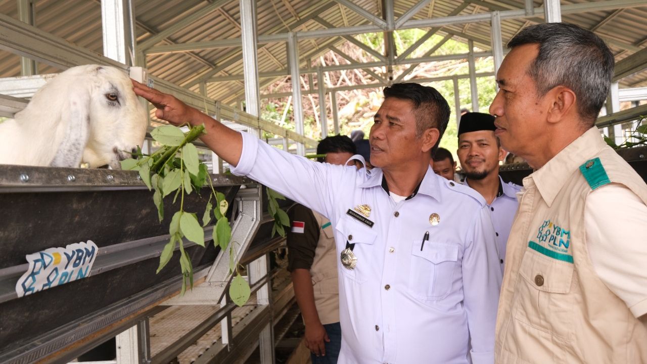 YBM PLN Sulselrabar Resmikan Peternakan Kambing "Pammanjengan Ri Boritta" di Desa Bonto Kassi Gowa 2 YBM PLN Sulselrabar Resmikan Peternakan Kambing "Pammanjengan Ri Boritta" di Desa Bonto Kassi Gowa