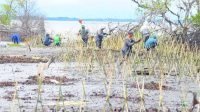DKP Sulsel Bersama Pelestari Lingkungan, Tanam 40 Ribu Batang Mangrove di Pesisir Wajo