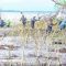 DKP Sulsel Bersama Pelestari Lingkungan, Tanam 40 Ribu Batang Mangrove di Pesisir Wajo