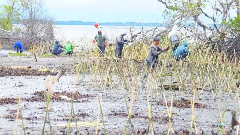 DKP Sulsel Bersama Pelestari Lingkungan, Tanam 40 Ribu Batang Mangrove di Pesisir Wajo