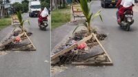 Tak Kunjung Diperbaiki, Warga Bontotangnga Jeneponto Tanam Bibit Pohon Kelapa di Jalan Berlubang