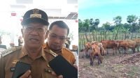 Kisruh Bantuan Sapi BPBD, Bupati Jeneponto Anggap Tak Ada Masalah