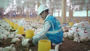 Peternak Ayam di Gowa Gunakan Listrik PLN Bisa Lebih Hemat hingga 30 Persen