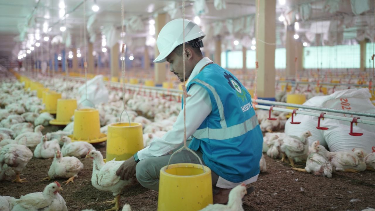 Peternak Ayam di Gowa Gunakan Listrik PLN Bisa Lebih Hemat hingga 30 Persen