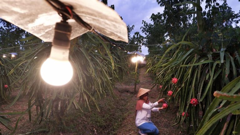 Mantap! PLN Catat Kenaikan Penjualan Listrik 6,17 Persen Tahun 2022 4 Electrifying Agriculture