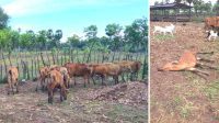 Jadi Polemik, LPK Soroti Bantuan Ternak Sapi di Jeneponto, Kabid Peternakan: Ini Program BPBD