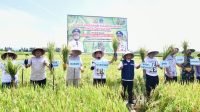 Meningkat Signifikan, Gubernur Andi Sudirman Panen Mandiri Benih di Desa Palakka