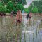 Target 154 Ribu Batang di Wilayah Bosowasi, DKP Sulsel Tanam Mangrove di Desa Polewali Bone