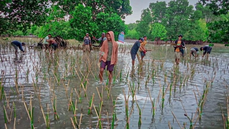 Target 154 Ribu Batang di Wilayah Bosowasi, DKP Sulsel Tanam Mangrove di Desa Polewali Bone 4 Target 154 Ribu Batang di Wilayah Bosowasi, DKP Sulsel Tanam Mangrove di Desa Polewali Bone
