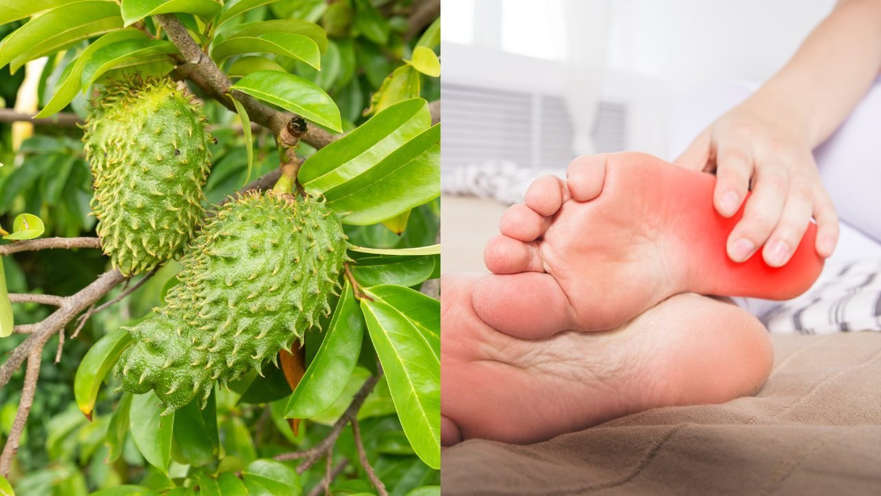 Cara Memanfaatkan Daun Sirsak untuk Obat Asam Urat