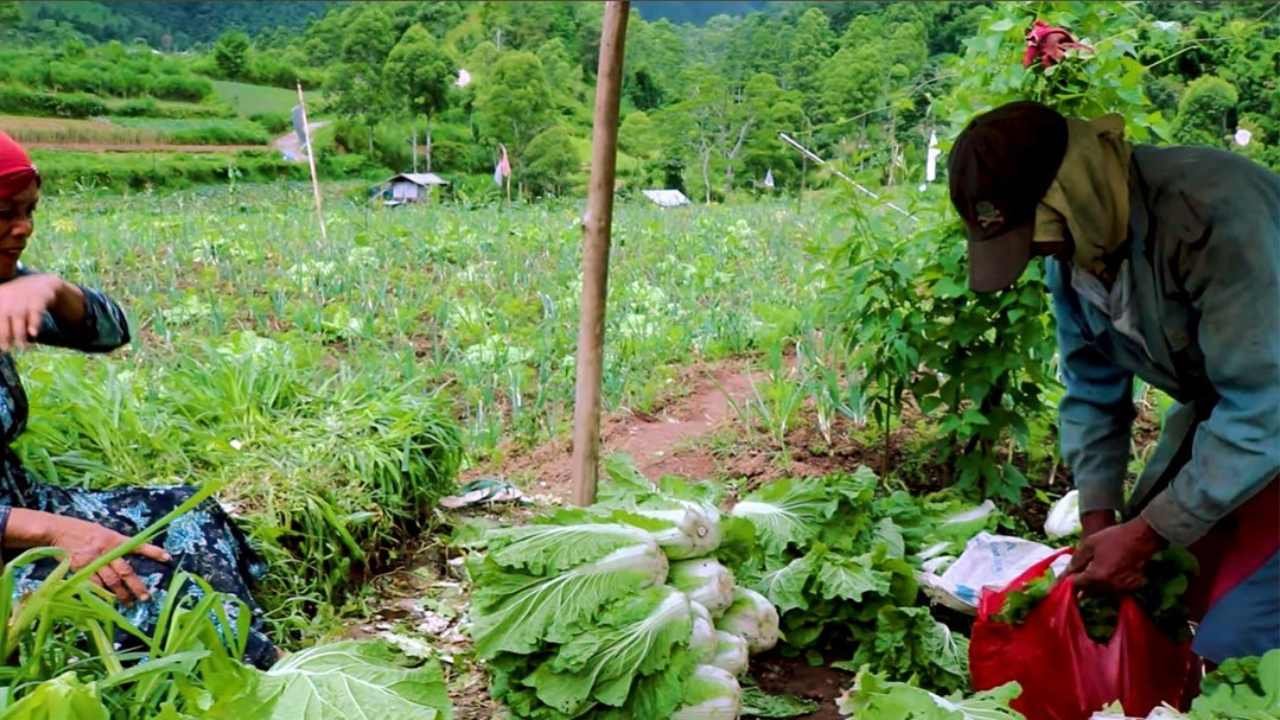 Mengenal Desa Wisata Barania Sinjai, Juara I ADWI 2022