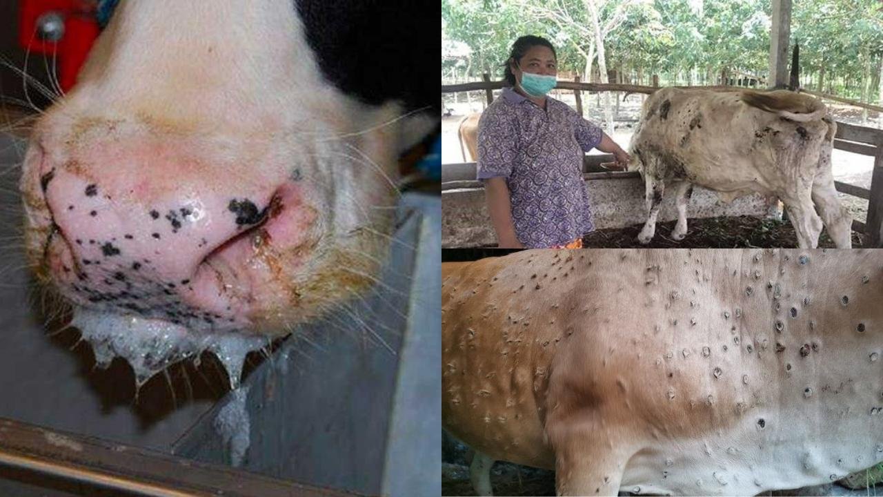 Ingatkan Bahaya Penyakit Sapi, Idris Ahmad: Beli di PD RPH Makassar Lebih Aman Bebas Penyakit