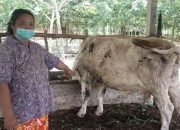 Ingatkan Bahaya Penyakit Sapi, Idris Ahmad: Beli di PD RPH Makassar Lebih Aman Bebas Penyakit