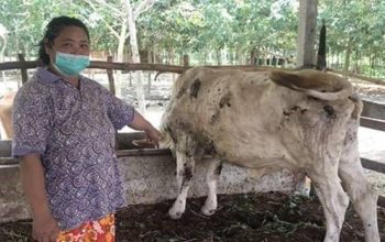 Ingatkan Bahaya Penyakit Sapi, Idris Ahmad: Beli di PD RPH Makassar Lebih Aman Bebas Penyakit