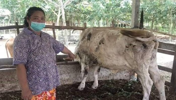 Ingatkan Bahaya Penyakit Sapi, Idris Ahmad: Beli di PD RPH Makassar Lebih Aman Bebas Penyakit