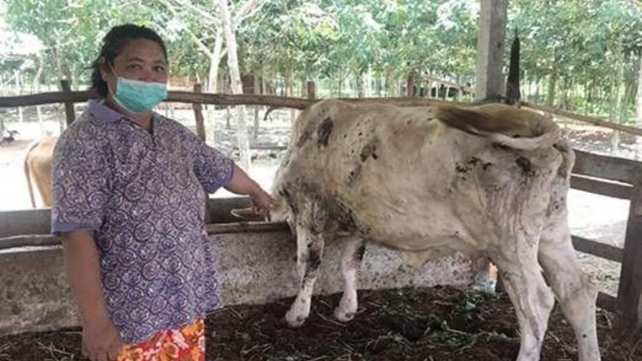 Ingatkan Bahaya Penyakit Sapi, Idris Ahmad: Beli di PD RPH Makassar Lebih Aman Bebas Penyakit