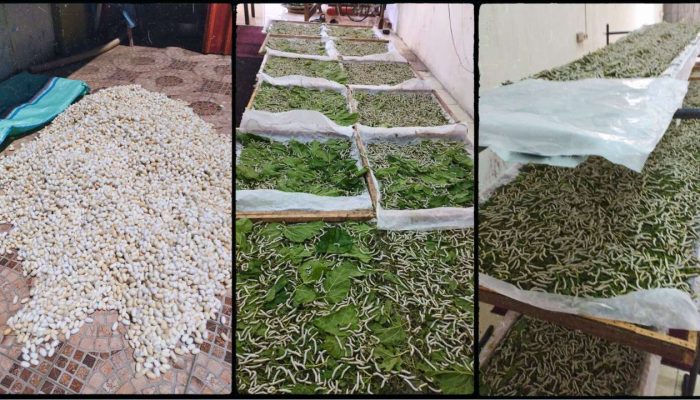 Produksi Kokon di Wajo 125 Kg Per 21 Hari dan Semakin Bertambah
