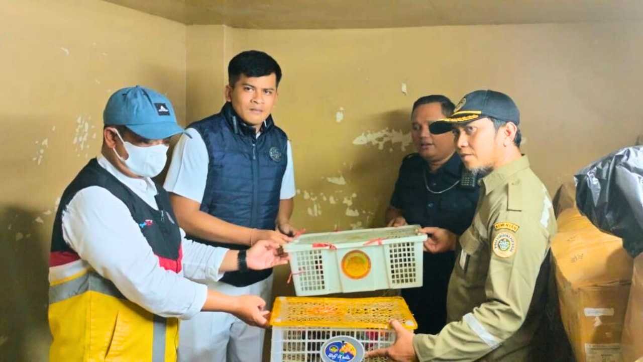 Melalui wilayah kerja pelabuhan laut Makassar, Karantina Pertanian Makassar menyerahkan 10 ekor burung nuri kepala hitam kepada pihak Balai Konservasi Sumber Daya Alam (BKSDA) Sulsel. Penyerahan ini dilakukan mengingat burung nuri kepala hitam merupakan satwa yang dilindungi.