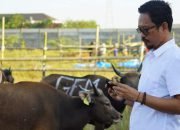 Kesehatan Sapi Kurban di RPH Makassar Terjamin, Tak Terjangkit Penyakit