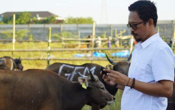 Kesehatan Sapi Kurban di RPH Makassar Terjamin, Tak Terjangkit Penyakit