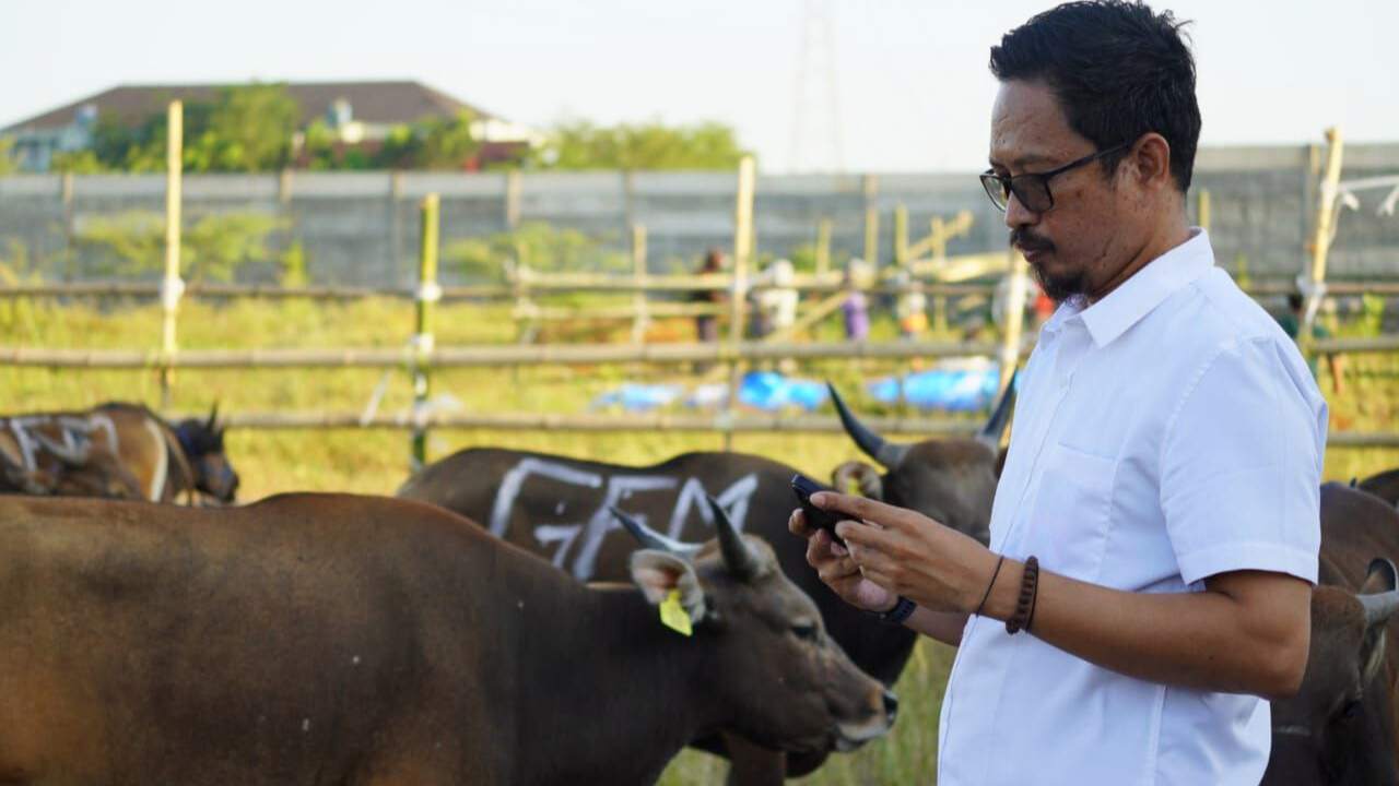Kesehatan Sapi Kurban di RPH Makassar Terjamin, Tak Terjangkit Penyakit