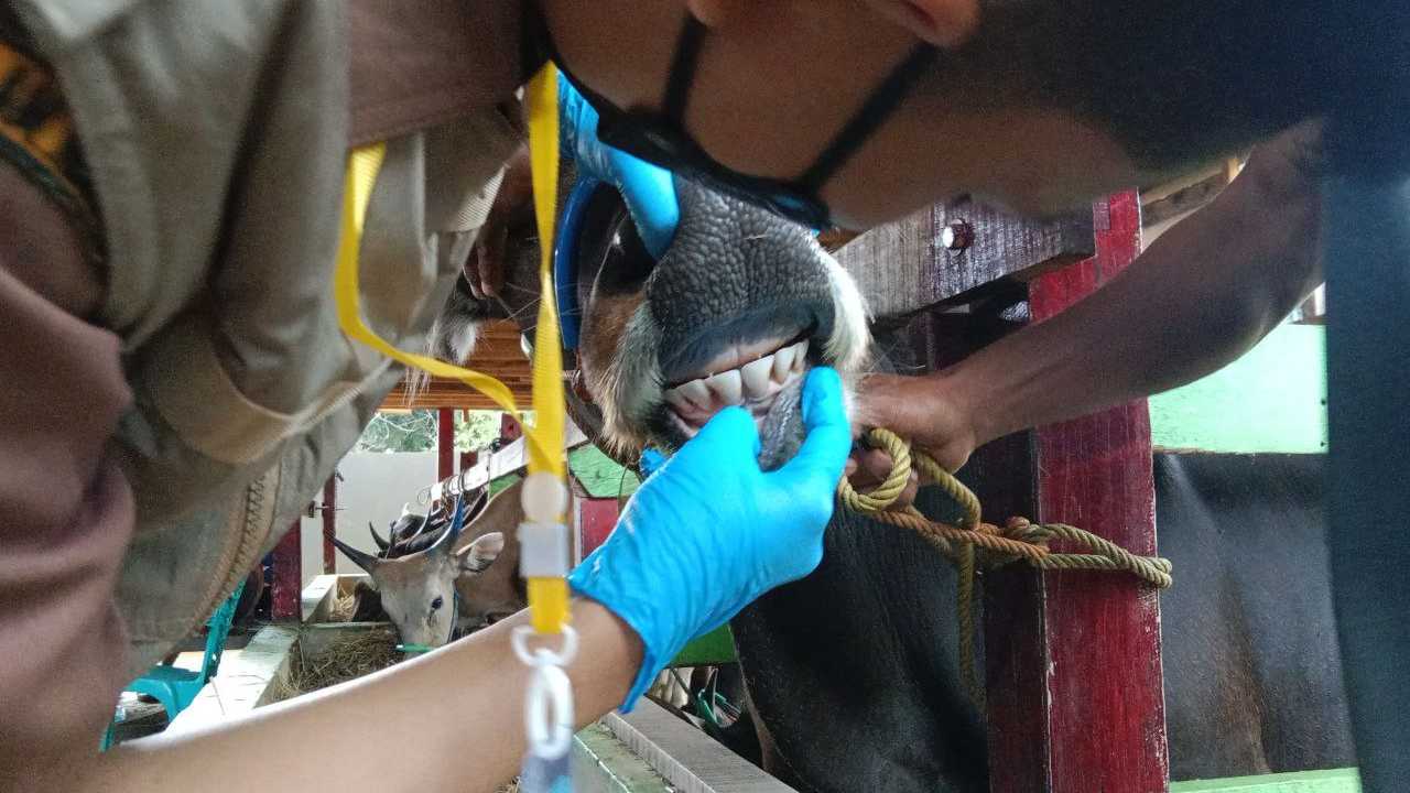 Pemeriksaan Hewan Kurban di Pangkep, Petugas Kesehatan Datangi Peternak
