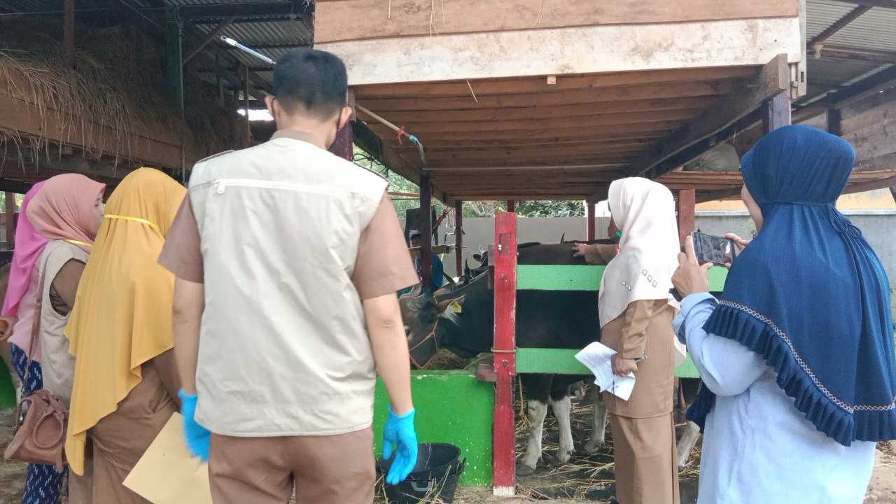 Pemeriksaan Hewan Kurban di Pangkep, Petugas Kesehatan Datangi Peternak