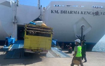 Dokumen Tak Lengkap, Karantina Pertanian Makassar Tolak 6 Ekor Kerbau Asal Surabaya 7 Dokumen Tak Lengkap, Karantina Pertanian Makassar Tolak 6 Ekor Kerbau Asal Surabaya