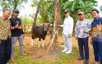 Bentuk Kepedulian Perusahaan, Semen Tonasa Salurkan Bantuan 41 Ekor Hewan Kurban