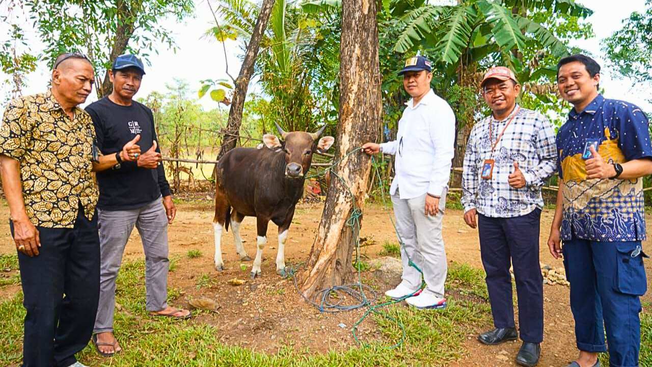 Bentuk Kepedulian Perusahaan, Semen Tonasa Salurkan Bantuan 41 Ekor Hewan Kurban