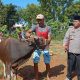 Polres Pangkep Berkurban 10 Ekor Sapi dan 2 Ekor Kambing
