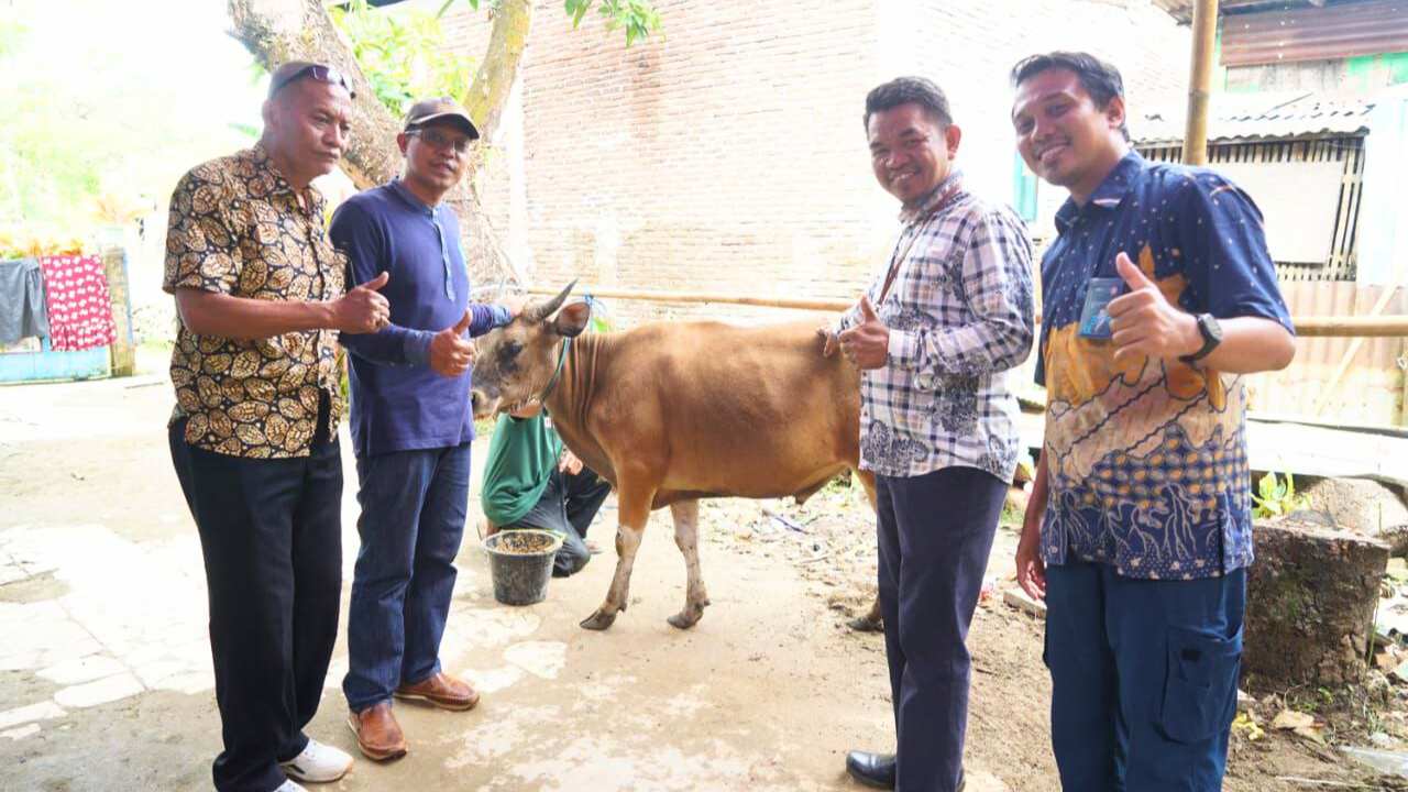 Bentuk Kepedulian Perusahaan, Semen Tonasa Salurkan Bantuan 41 Ekor Hewan Kurban 