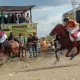 Palumba Jarang