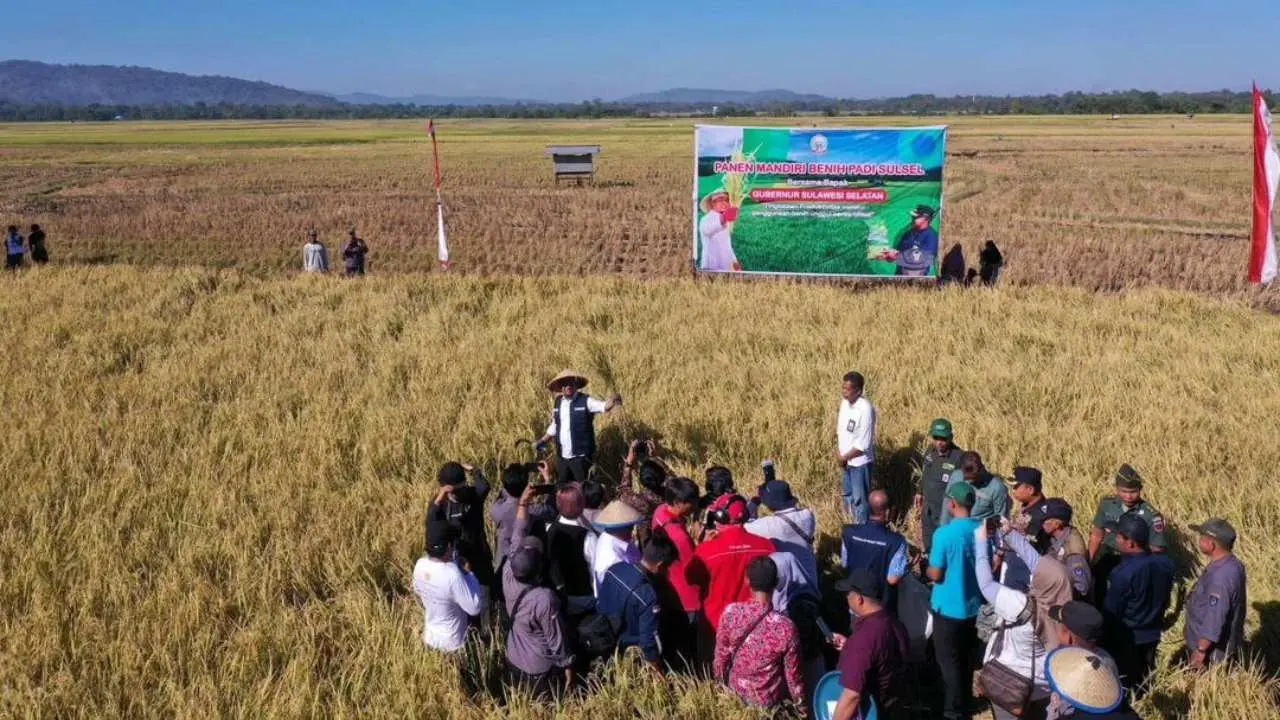 Gubernur Andi Sudirman Panen dan Tanam Mandiri Benih Padi di Maros