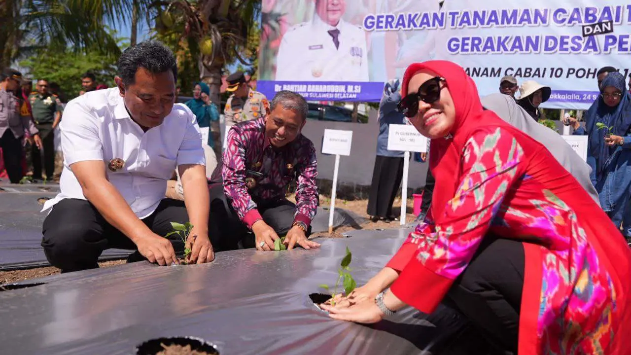 Sofha Marwah Bahtiar Mulai Gerakan Tanam Cabai di Kabupaten Wajo