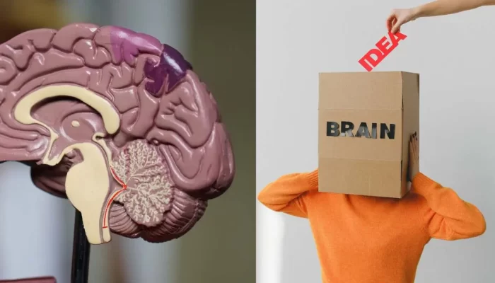 Mitos atau Fakta: Otak Kanan Seniman vs Otak Kiri Ilmuwan