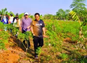 Pj Gubernur Tinjau 23 Hektar Lahan Percontohan Budidaya Pisang-Nanas di Pattallasang Gowa