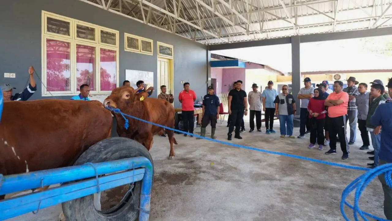 Kunjungan ke Pucak Maros, Pj Gubernur Bahtiar Dorong Inseminasi Buatan Tingkatkan Populasi Ternak