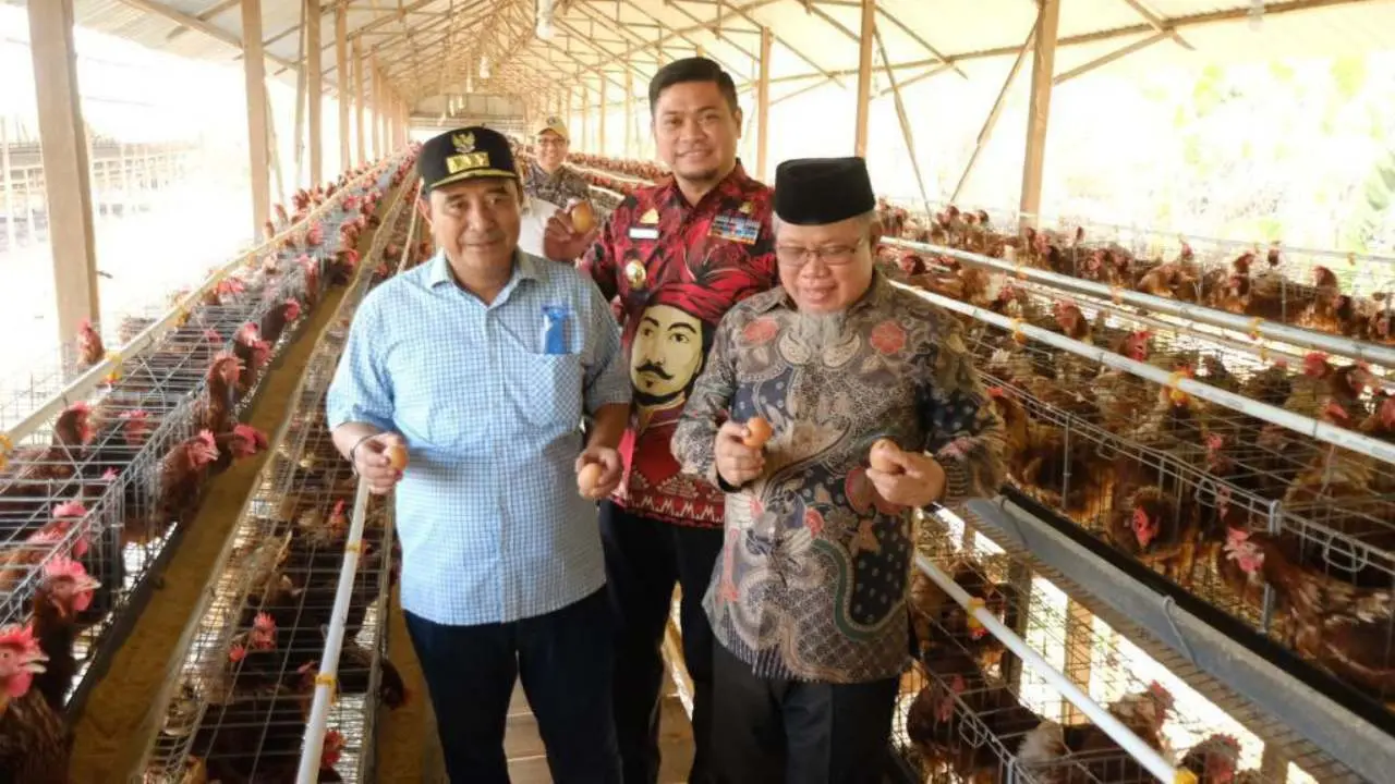 Manuju Jadi Kecamatan Pengembangan Ternak Ayam Petelur dan Boiler