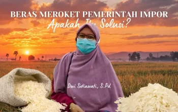 Beras Meroket Pemerintah Impor, Apakah Itu Solusi? 3 Beras Meroket Pemerintah Impor, Apakah Itu Solusi?