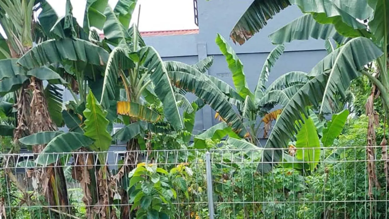 Kebun pisang 