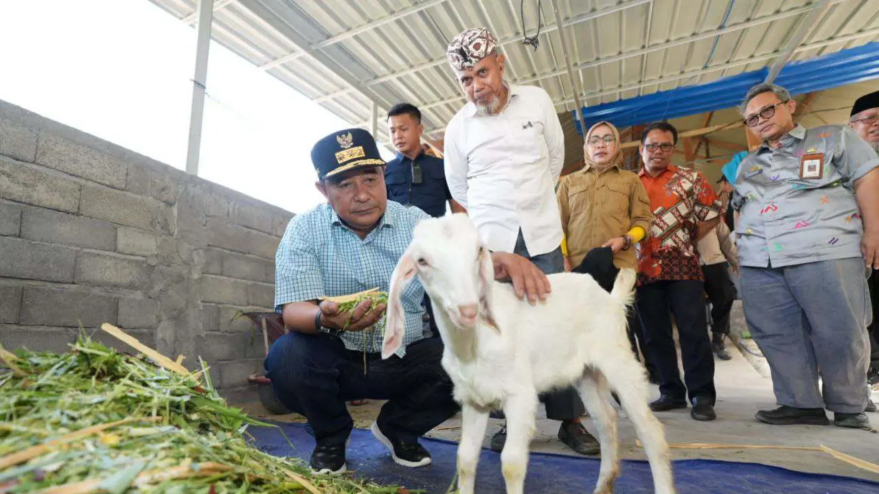 Di HUT Ke-354 Sulsel, Pj Gubernur Bahtiar Kunjungi Peternakan Ayam-Kambing di Gowa 2 Di HUT Ke-354 Sulsel, Pj Gubernur Bahtiar Kunjungi Peternakan Ayam-Kambing di Gowa
