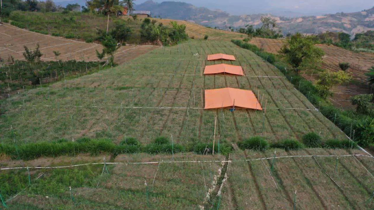 Pemprov Sulsel Siapkan Skema Bisnis Hulu Hingga Hilir Guna Atasi Masalah Petani Bawang Merah di Enrekang