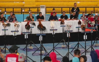 Kontes Ayam Ketawa Gubernur Cup 2023, Diakui Awal Kebangkitan Ayam Khas Sulsel 4 Kontes Ayam Ketawa Gubernur Cup 2023, Diakui Awal Kebangkitan Ayam Khas Sulsel