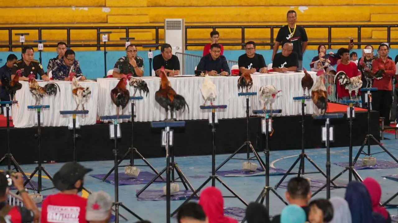 Kontes Ayam Ketawa Gubernur Cup 2023, Diakui Awal Kebangkitan Ayam Khas Sulsel