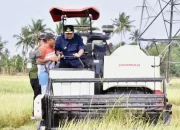 Petani Pinrang Pesta Panen Padi di Musim Kemarau, Pj Gubernur Optimistis Surplus 2 Juta Ton Beras Tercapai